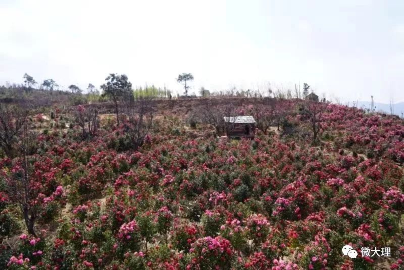 奇景:6000余亩荒山变身绚丽茶花谷!还有网红七彩滑道