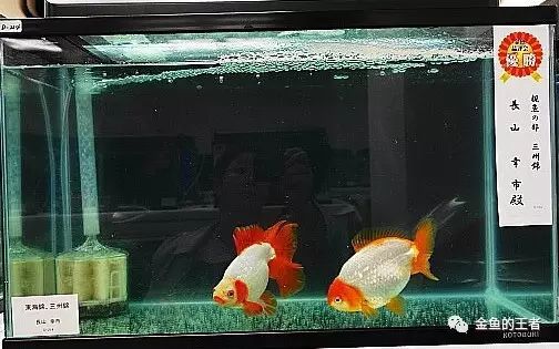 朱文