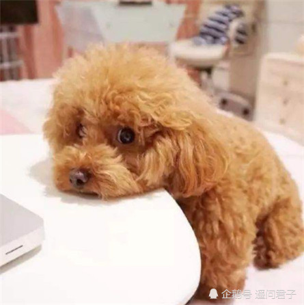 体味最小的6种狗狗,属于自带香味的犬种,养过的人都清楚