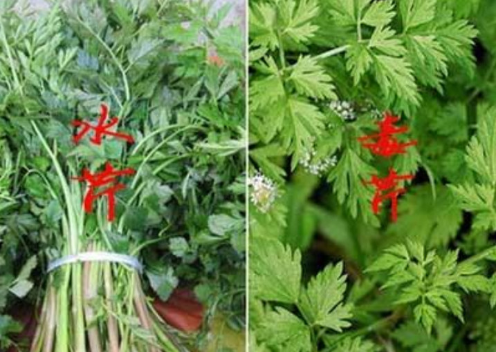 芹菜大家都吃多了,可是在野外水芹与毒芹你们能够分辨的清楚吗?