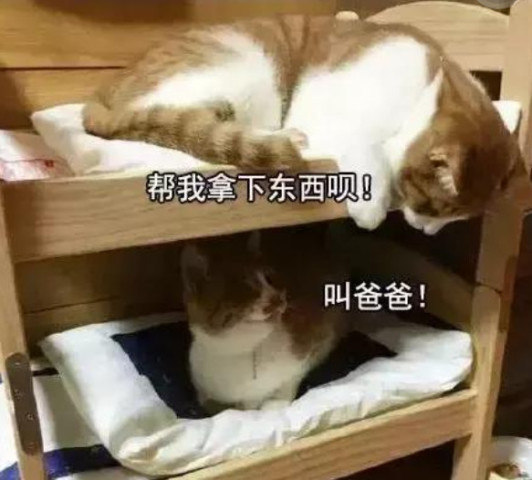 宿舍表情包火了,看完终于知道为什么不希望开学,太