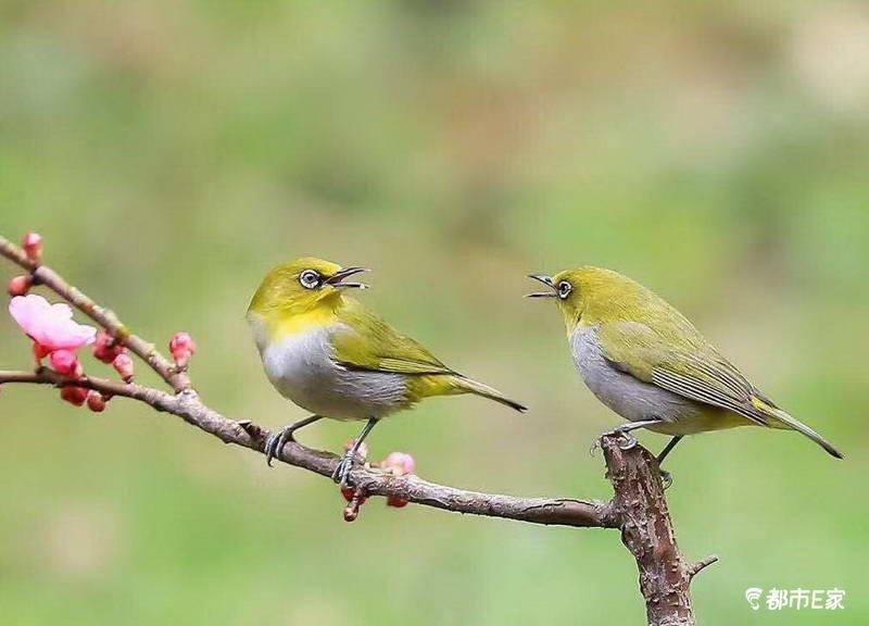 贵阳黔灵山公园,两只小鸟在枝头鸣叫.张晖  摄