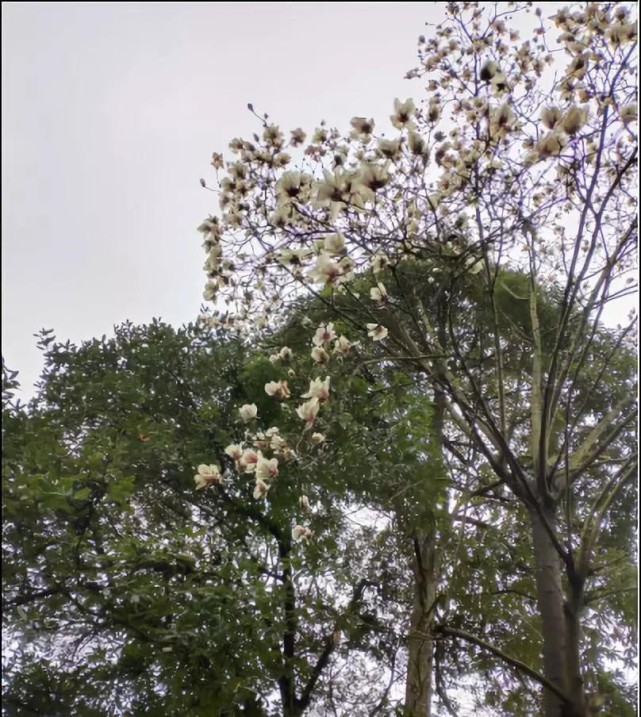 花又开好了!郴州最美赏花地等你来打卡