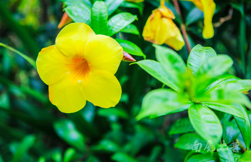 印尼热带雨林中的精致花朵,大自然总是能给人带来惊喜