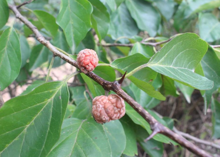 这植物人称"穿破石",它结果像极"荔枝",有大用处得重视