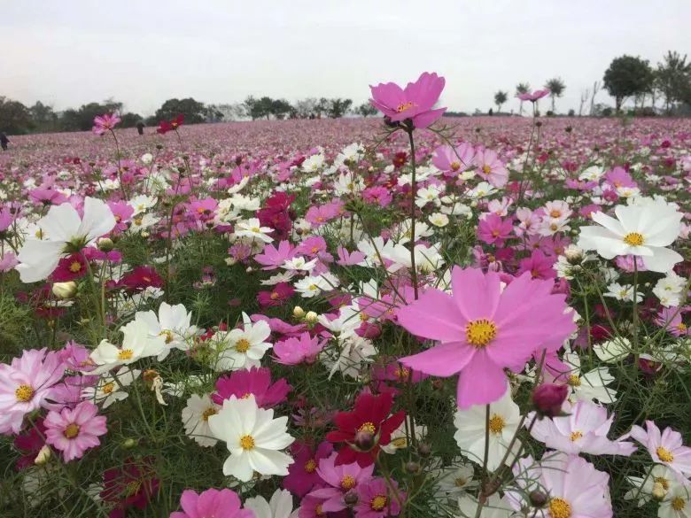 钦州市钦廉林场平垠分场种植的格桑花争相开放