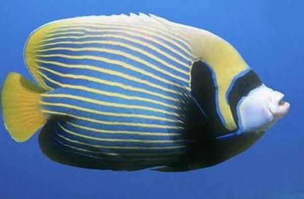 地球上10大最名贵最漂亮的观赏鱼,血红龙居榜