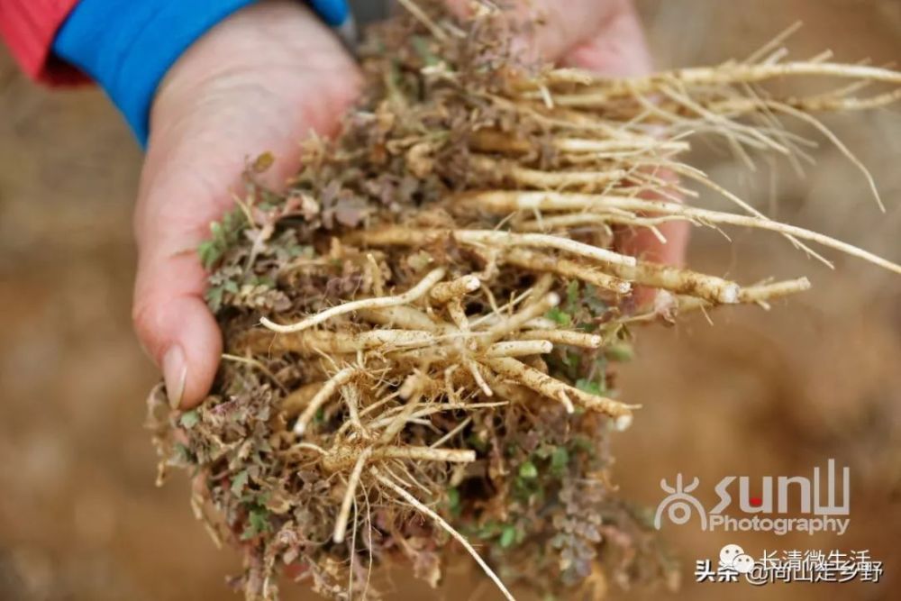 据说这时节的荠菜根赛人参!