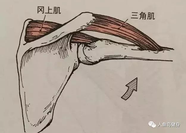 2,吸气,运用肩部的力量带动大臂,前臂向上缓慢抬起至水平位置略高,这