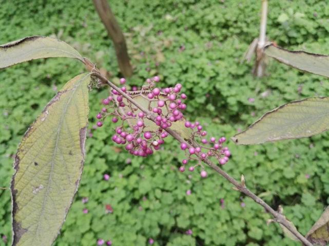 农村一种紫色"葡萄",磨粉撒水里可"麻醉"鱼,叶子还可