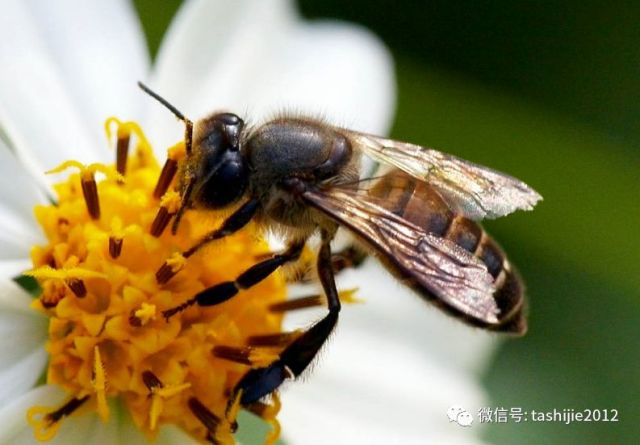 中国独有的蜜蜂品种——中华蜜蜂