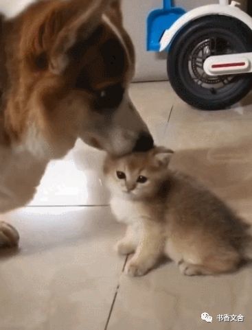 最淡定的猫咪 从小被盘到大 猫 以为长大后会翻身 还是没它大 看点快报