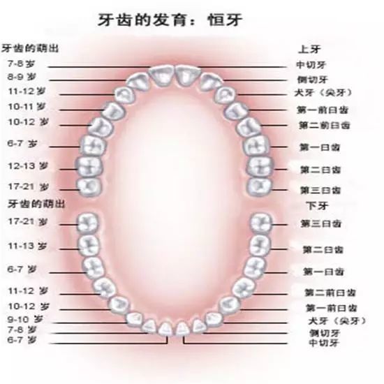 恒牙牙列图