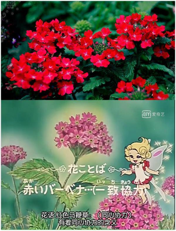 《花仙子》40年:变身美少女带来的百科全书