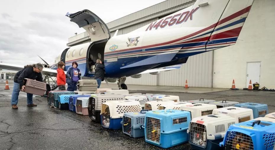 汪说周报丨养狗纠纷难道真的需要狠手段才能