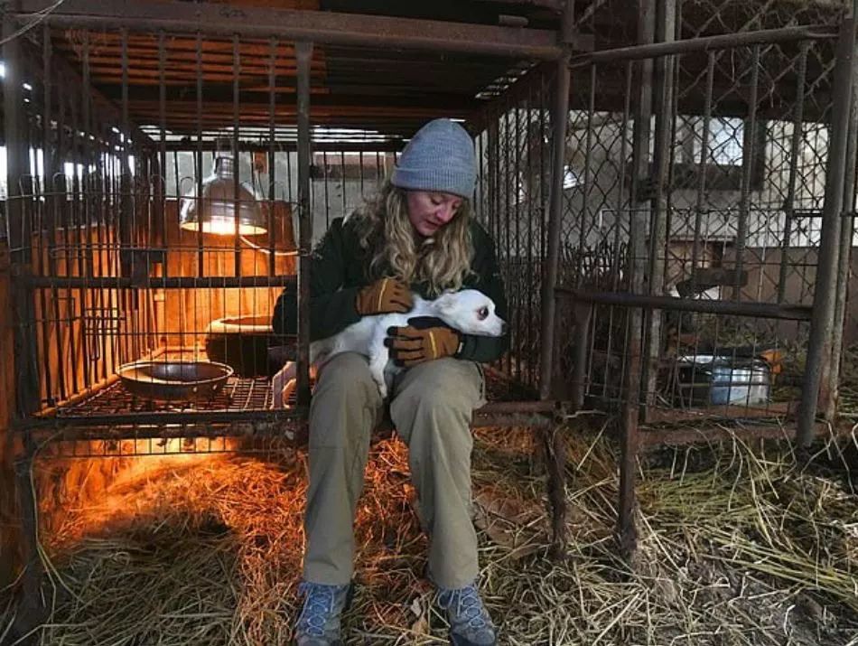 汪说周报丨养狗纠纷难道真的需要狠手段才能