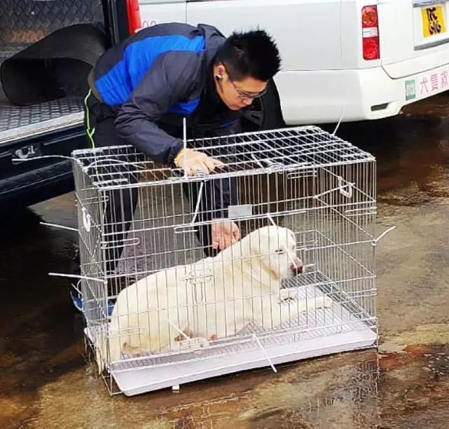 汪说周报丨养狗纠纷难道真的需要狠手段才能