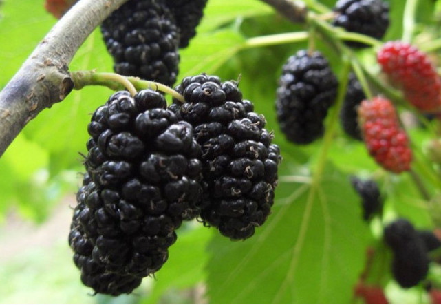 桑葚浑身是宝,它的果实和叶子到底都有什么功效和作用