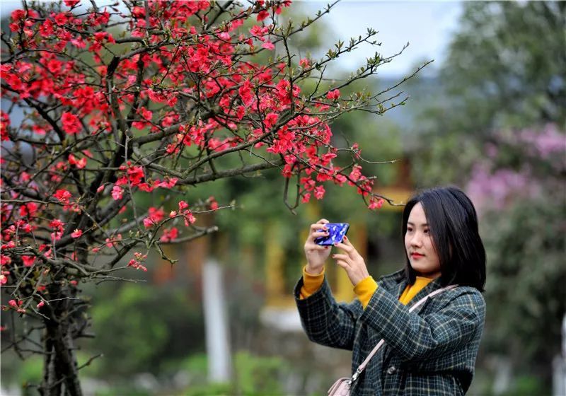 安排!春季来含谷寨山坪赏花 人少花美