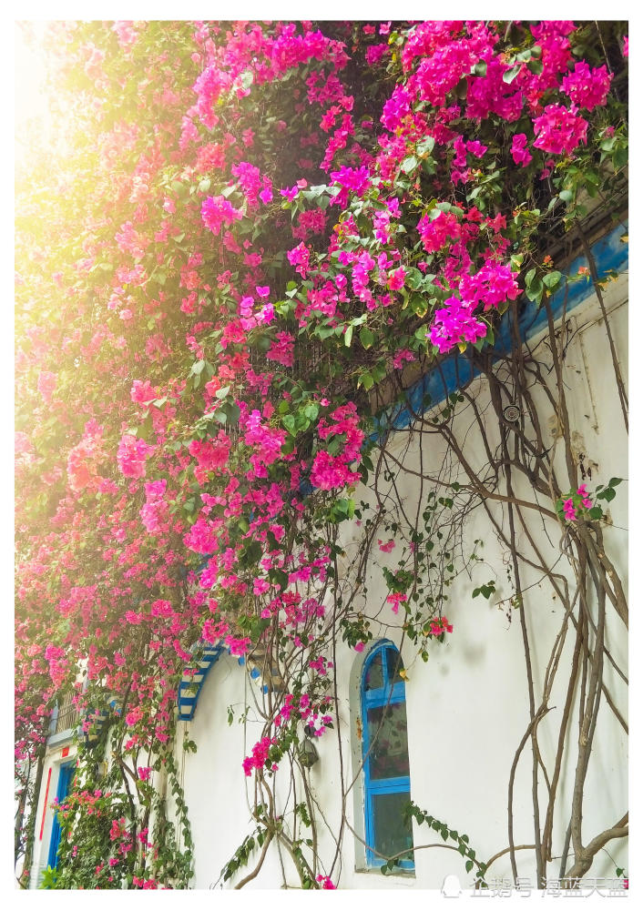 看看三亚市花如何延向天际,覆盖着这一方小天地!