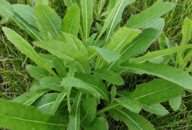 阳春三月,除了荠荠菜,还有4种"野味"!最后一种傻傻分