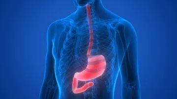 "贲门是人消化道的一部分,为食道和胃的接口部分,是胃上端的入口.