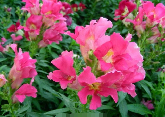 最有趣的5大植物:第1种真是"生活小帮手",第3种太害羞