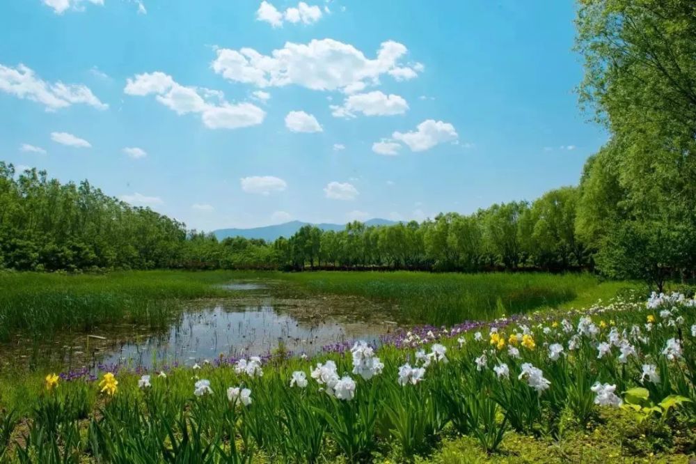 北京春游去哪玩?这几大湿地公园能赏花,能观鸟,能拍照!