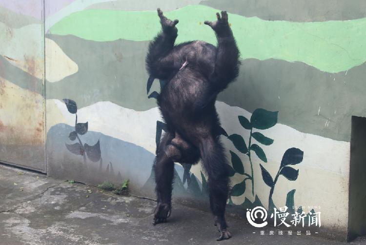 这个大猩猩17岁了,倒立,后空翻样样行,还和驯养员一起