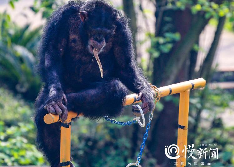 这个大猩猩17岁了,倒立,后空翻样样行,还和驯养员一起