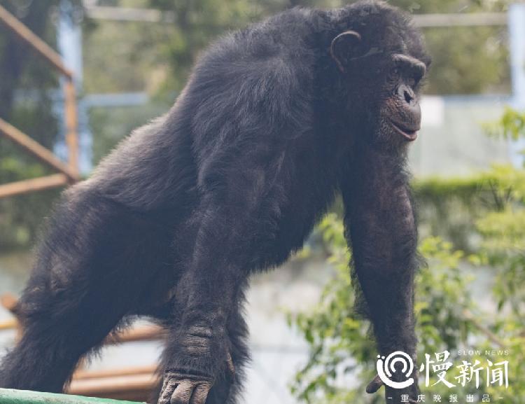 这个大猩猩17岁了,倒立,后空翻样样行,还和驯养员一起