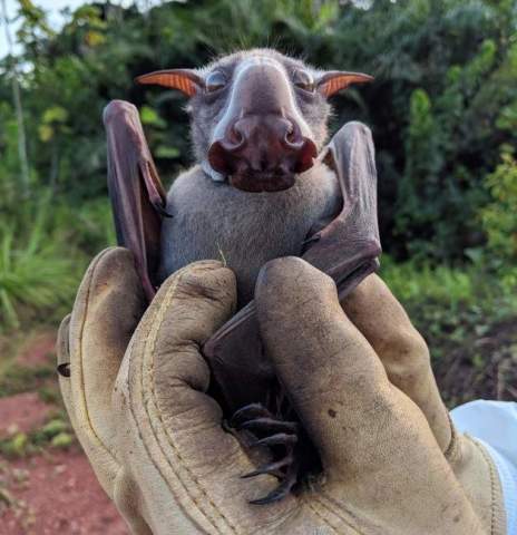 非洲最大的蝙蝠,长着一张"驴脸"却只喜欢吃果子!