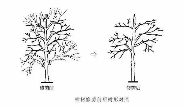 罗汉松疏剪即将枝条从基部剪除