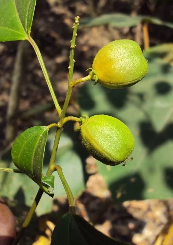 巴豆的果实   vinayaraj / wikimedia