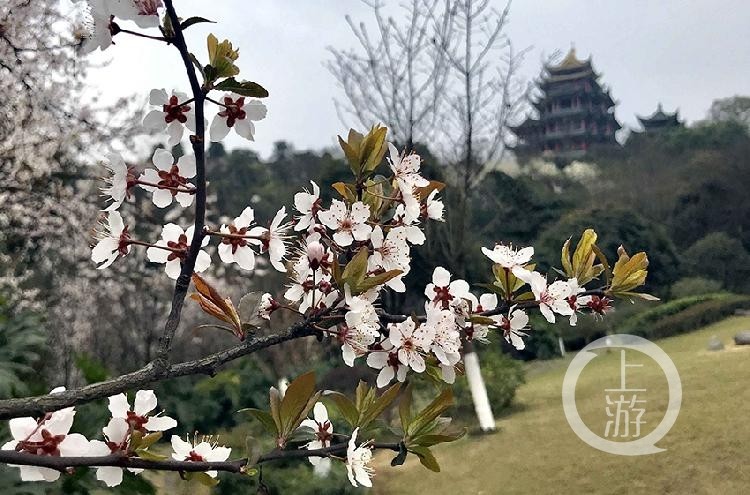 鸿恩寺公园花开了