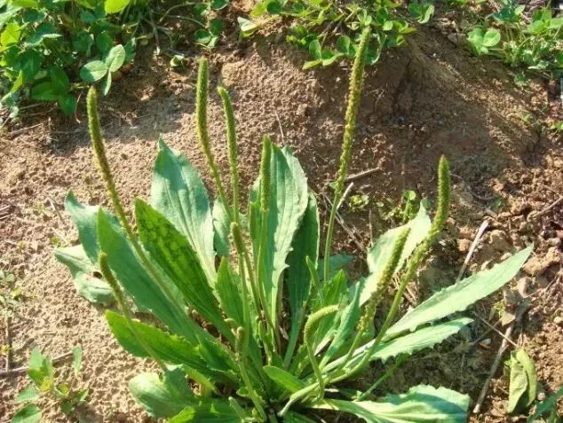 车前草