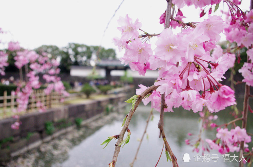 每年在日本樱花节期间,位于东京的日本皇宫周边天天都有成千上万的