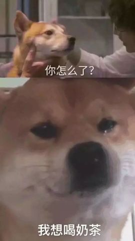 斗图表情包:美好的一天从发表情包开始!