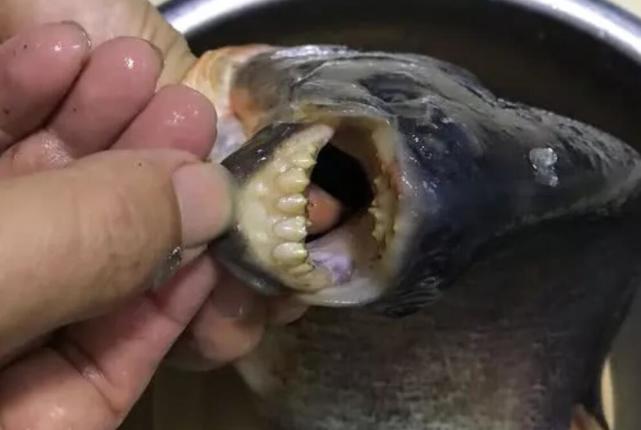 鱼塘老板最忌惮的一种鱼,满嘴长满牙齿,看着比黑鱼还凶