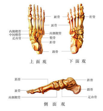 西方人身上是206块骨头,中国人却少的2块,专家这样解释原因