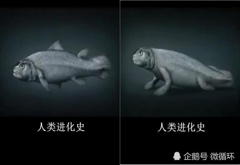 小伙用图片展示人类进化史,刚开始是一条鱼?网友:信你