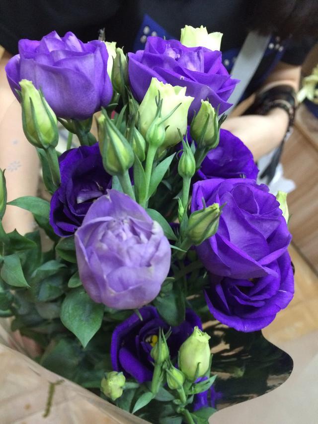 这种紫蓝色的花很像月季,在家中种上两盆有清新高雅之感!