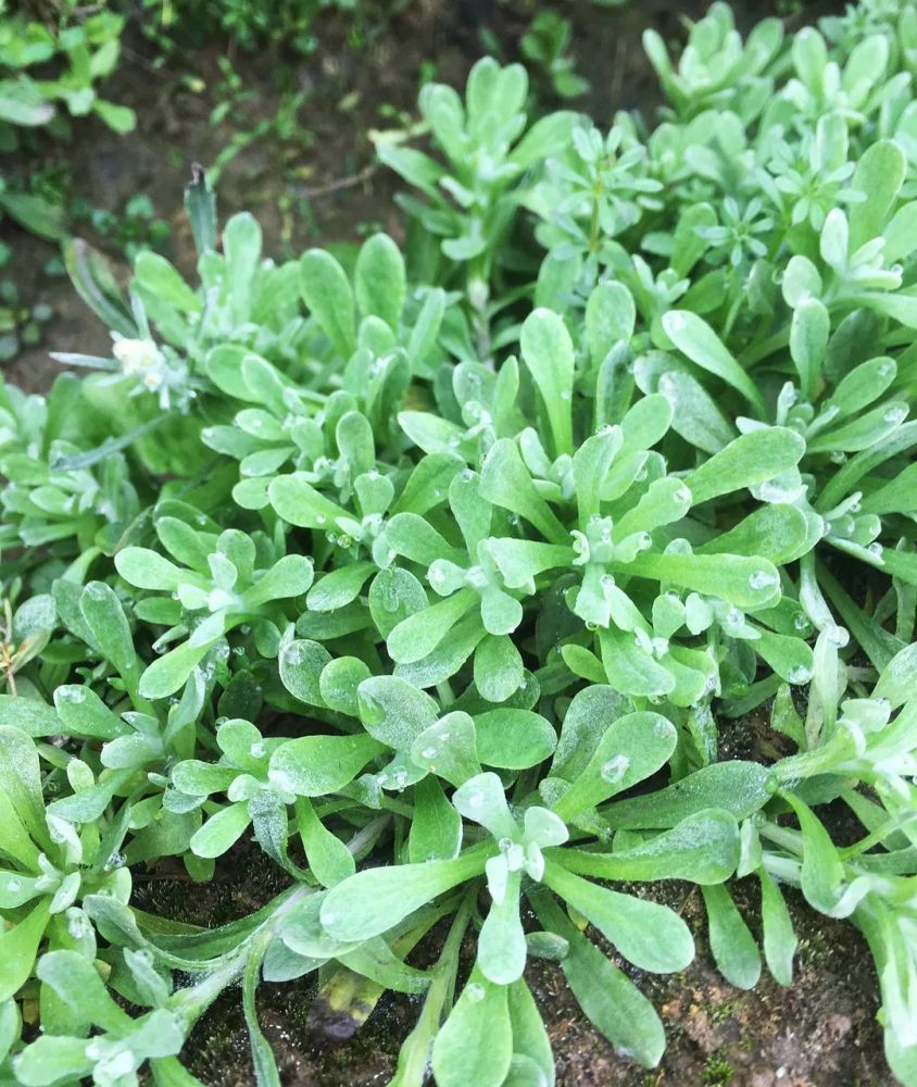 折耳根拌豆豉,吃过的人都忘不了!