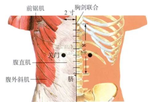 穴位图关门穴主调腹胀腹痛肠鸣泄泻