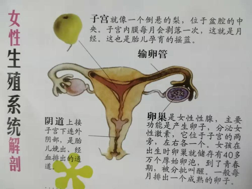 女孩的秘密书信,揭开青春期性知识的神秘面纱