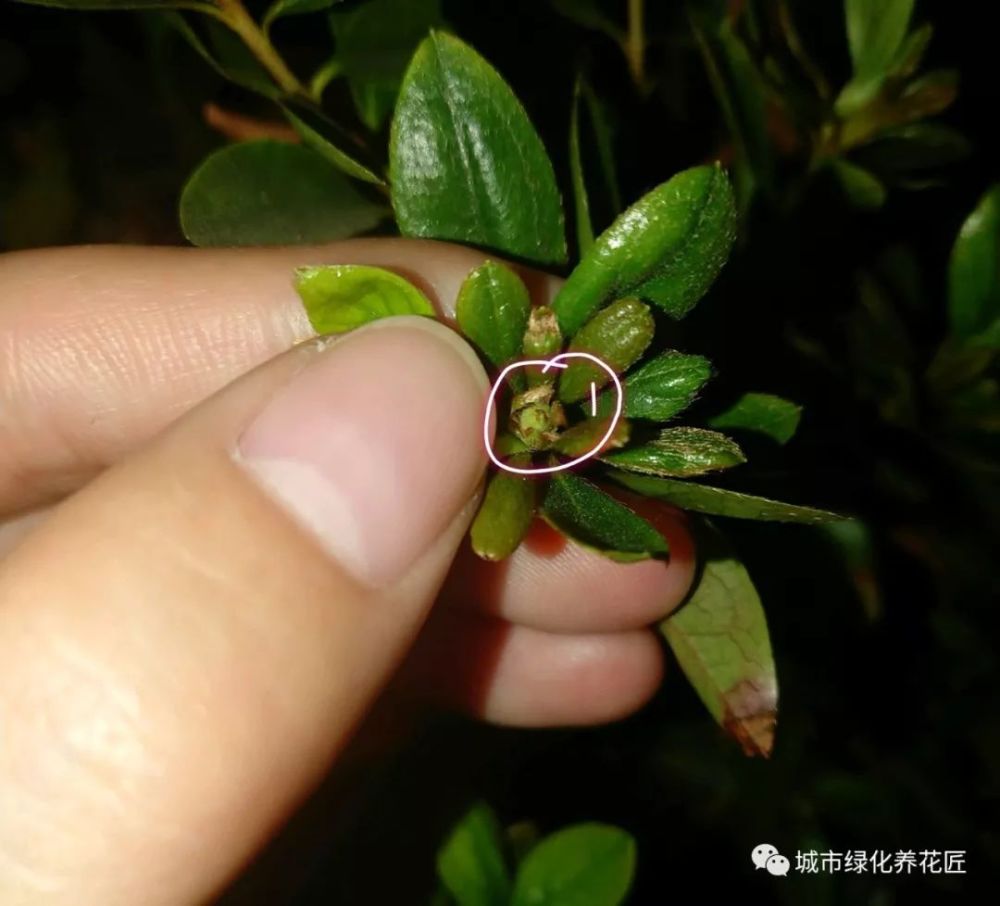 杜鹃花小苗嫩叶发黄怎么办?杜鹃花的花骨朵长啥样?