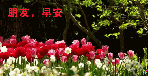 特别漂亮的早上好祝福图片 春天清晨早上好动画表情