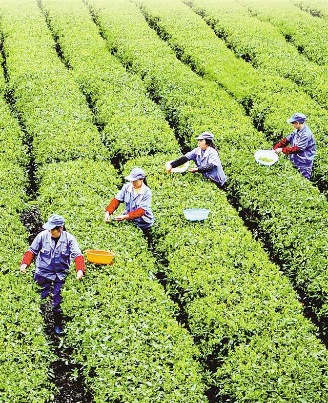 2019年乡村振兴这样干 从这五个关键词来看