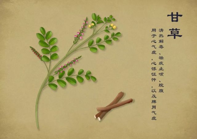 15   甘草