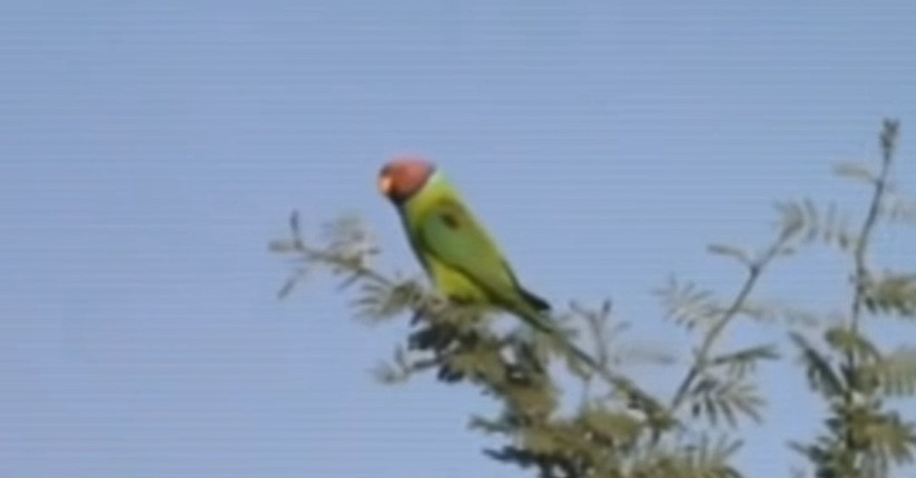 印度鹦鹉鸦片成瘾疯狂掠夺罂粟,农民损失惨重